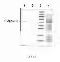 Fig. 02 - MFG-E8 AND USES THEREOF