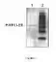 Fig. 03 - MFG-E8 AND USES THEREOF