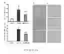 Fig. 11 - MFG-E8 AND USES THEREOF