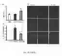 Fig. 13 - MFG-E8 AND USES THEREOF