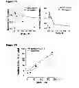 Fig. 06 - Induction of the mitochondrial permeability transition