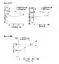 Fig. 07 - Induction of the mitochondrial permeability transition