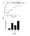 Fig. 12 - Induction of the mitochondrial permeability transition