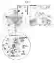 Fig. 10 - REGULATORY NETWORK FOR Th17 SPECIFICATION AND USES THEREOF