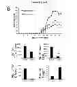 Fig. 19 - REGULATORY NETWORK FOR Th17 SPECIFICATION AND USES THEREOF