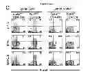 Fig. 20 - REGULATORY NETWORK FOR Th17 SPECIFICATION AND USES THEREOF