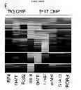 Fig. 22 - REGULATORY NETWORK FOR Th17 SPECIFICATION AND USES THEREOF