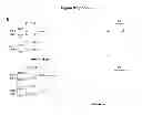Fig. 32 - REGULATORY NETWORK FOR Th17 SPECIFICATION AND USES THEREOF