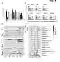 Fig. 35 - REGULATORY NETWORK FOR Th17 SPECIFICATION AND USES THEREOF