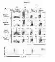 Fig. 40 - REGULATORY NETWORK FOR Th17 SPECIFICATION AND USES THEREOF