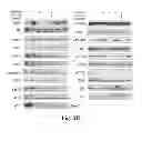 Fig. 08 - Method for Treating S6K-Overexpressing Cancers