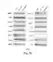 Fig. 20 - Method for Treating S6K-Overexpressing Cancers