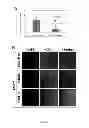 Fig. 06 - Compositions and Methods for Treating Myotonic Dystrophy Type 1