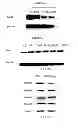 Fig. 07 - Methods of using microRNA-26a to promote angiogenesis
