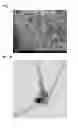 Fig. 02 - CARBON FIBROUS CONJUNCT AND COMPOSITE MATERIAL USING THEREOF