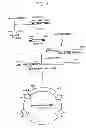 Fig. 02 - HUMANIZED ANTIBODY AND PROCESS FOR PREPARING SAME