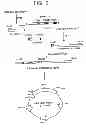 Fig. 06 - HUMANIZED ANTIBODY AND PROCESS FOR PREPARING SAME