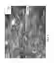 Fig. 07 - POLYPLOID CASTOR PLANTS, COMPOSITIONS DERIVED THEREFROM AND USES OF SAME
