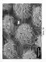 Fig. 09 - Absorbent article with a fluid-entangled body facing material including a plurality of hollow projections