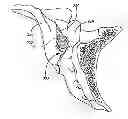Fig. 01 - Methods for delivery of screws for joint fusion
