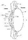 Fig. 01 - ACCOMMODATING INTRAOCULAR LENS WITH CILIARY BODY ACTIVATION