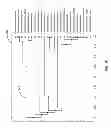 Fig. 11 - Classification of nucleotide sequences by latent semantic analysis