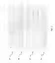 Fig. 07 - Partial vectorization compilation system