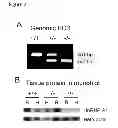 Fig. 03 - hnRNP A1 knockout animal model and use thereof