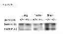 Fig. 07 - hnRNP A1 knockout animal model and use thereof