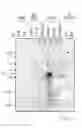 Fig. 04 - NUCLEOTIDE SEQUENCES MEDIATING  MALE FERTILITY AND METHOD OF USING SAME
