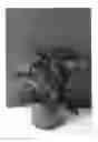 Fig. 02 - Celosia plant named 'BKCELOR'