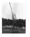 Fig. 06 - Gammagrass cultivar named Eagle Point Devil Corn
