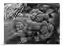 Fig. 01 - SEDUM PLANT NAMED 'DYNOMITE'