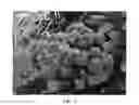 Fig. 02 - SEDUM PLANT NAMED 'DYNOMITE'