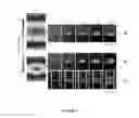 Fig. 07 - Three dimensional assembly of diamagnetic materials using magnetic levitation