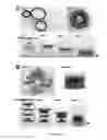 Fig. 20 - Three dimensional assembly of diamagnetic materials using magnetic levitation