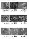 Fig. 07 - Electrode active surface pretreatment