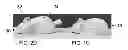Fig. 03 - VIBRATORY TOY THAT DETERS TIPPING OVER YET SELF-RIGHTS ITSELF WITHIN A CONTAINER
