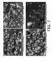 Fig. 08 - Surfactant based small molecules for reducing aluminosilicate scale in the bayer process