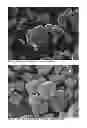 Fig. 06 - Lithium Cobalt Oxide Material