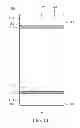 Fig. 51 - Mobile device and antenna structure