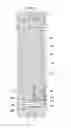 Fig. 07 - Liquid crystal display