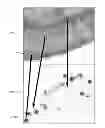 Fig. 01 - Microscopy visualization