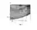 Fig. 02 - Microscopy visualization