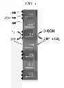 Fig. 05 - Hydrogen ion transport membrane, membrane for generating hydrogen, and method for manufacturing same