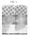 Fig. 10 - Hydrogen ion transport membrane, membrane for generating hydrogen, and method for manufacturing same