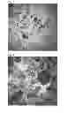 Fig. 03 - PROCESS FOR PRODUCING SCALY SILICA PARTICLES