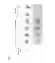 Fig. 07 - Molecular Probe for Imaging of Pancreatic Islets and Use of the Same