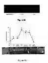 Fig. 33 - LIPOSOMES USEFUL FOR DRUG DELIVERY TO THE BRAIN