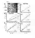 Fig. 06 - PH-sensitive imaging agents